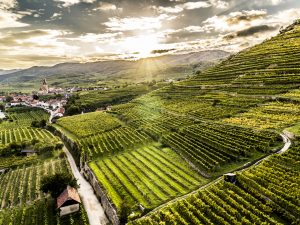 Fine Wine Friday, 28th February. An Austrian Wine Symphony